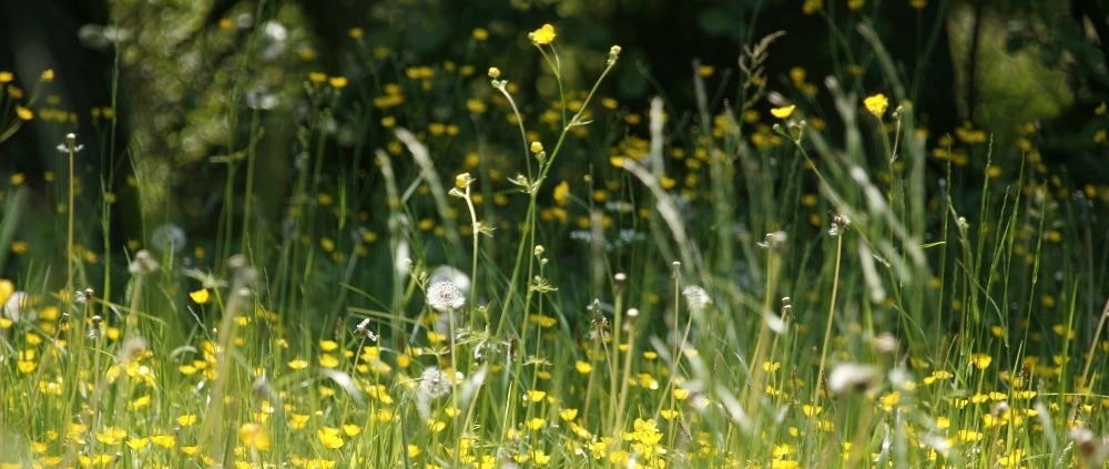 wat te doen bij hooikoorts wat kunt u doen bij hooikoortsklachten